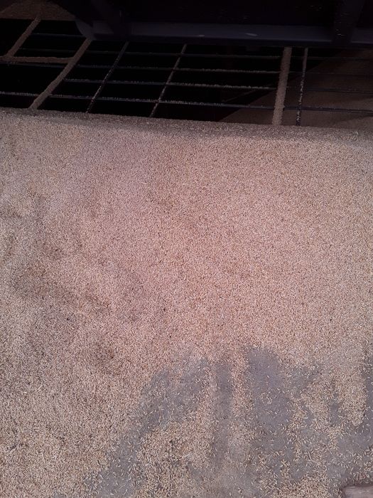 Арпа тозаси Оптом дехкондан  Ячмень оптом Доставка