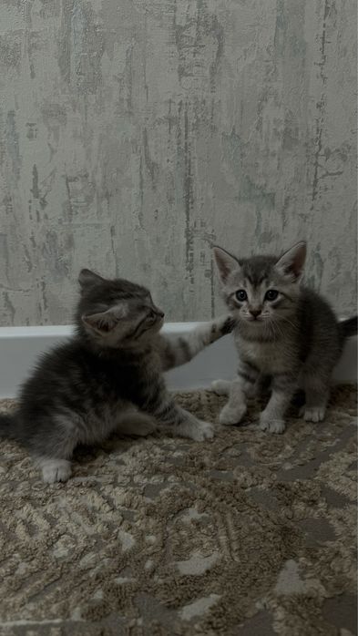 Котята возрастам 1 месяц
