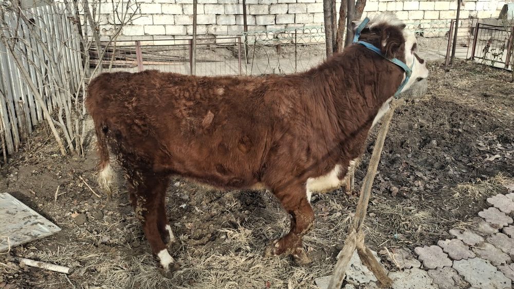 Қашар Порода Ақ бас Срочно сатылады