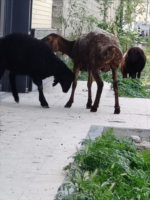 ena bola quy sotiladi