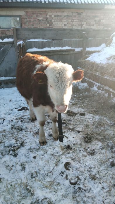 Бұқа обмен на перво телку