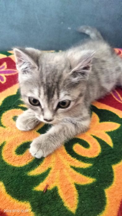 Котенок в добрые руки