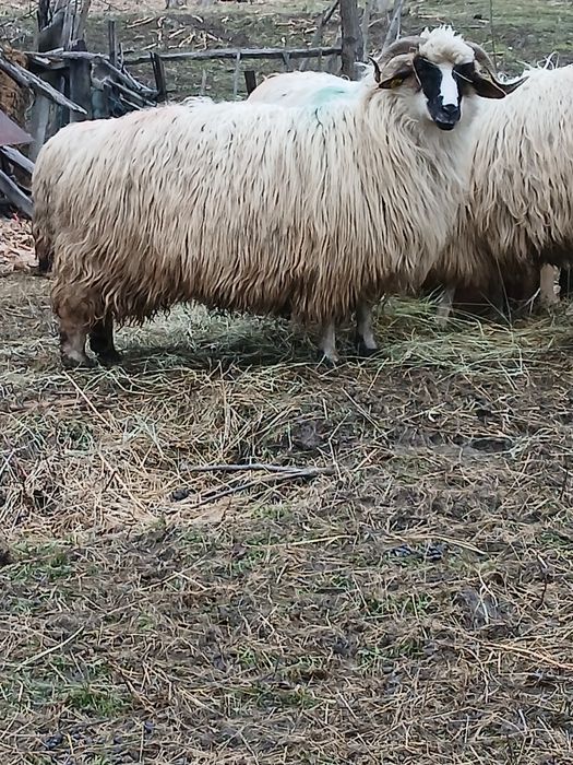 Vând o mioara si o stramioara