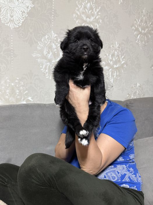 Отдам в добрые руки шенят