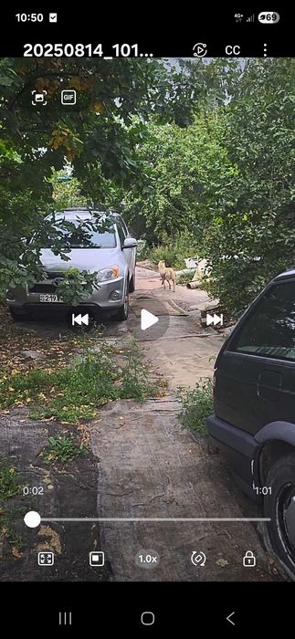 Отдам щенят Павлодар, 2 девочки осталось