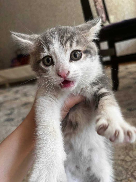 Отдадим в хорошие руки маму кошку и 2 котят!