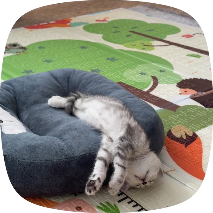 Котенок британский