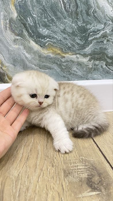 Котята шиншилы хоршый породы