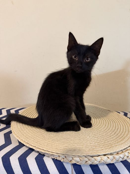 Котенца търсещи дом