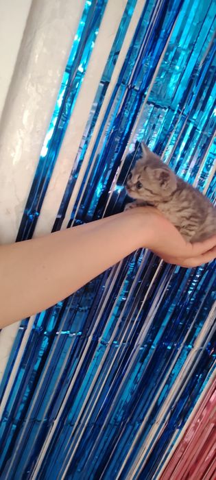 Отдам котёнка бесплатно девочка Британка