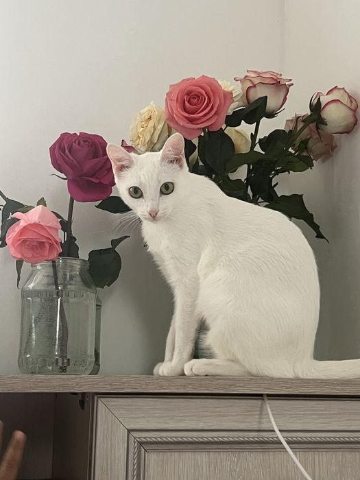 Кошечка стерелизована