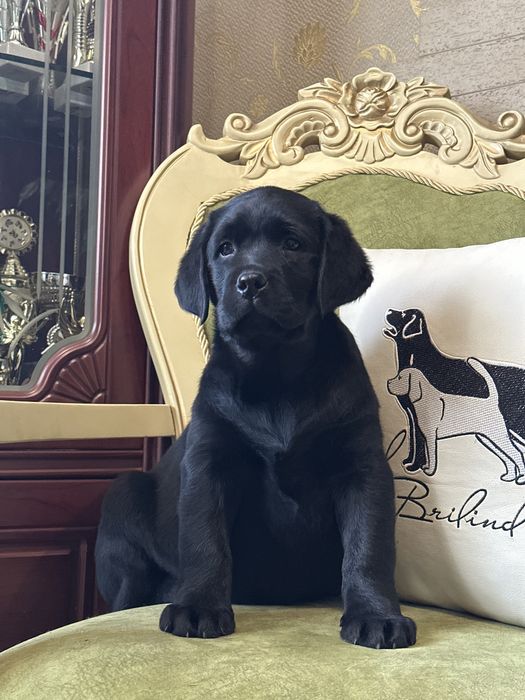 Щенки лабрадора, питомник