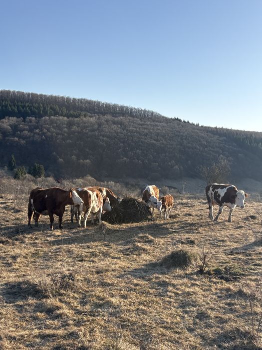 Vand vaci,vitele,taurasi