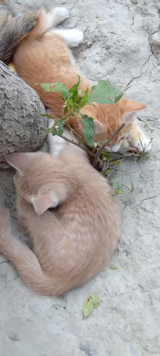 Котята - Раздаём бесплатно