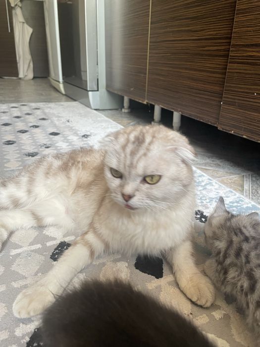 Котята бесплатно