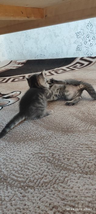 Otdam darom tekinga mushuk bolasi faqat  yahshi boqadigan odamga