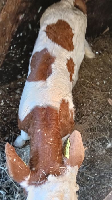 Vând vițel mascul
