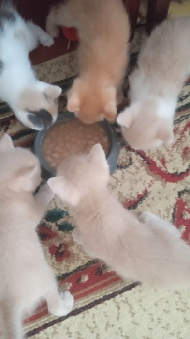 Отдам котят в добрые руки 1 месяц