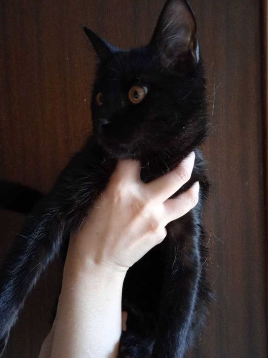 Кошка -Чернышка, 6 месяцев.