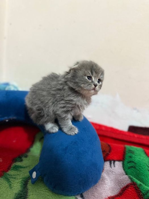 Haqiqiy rus ayollar porno