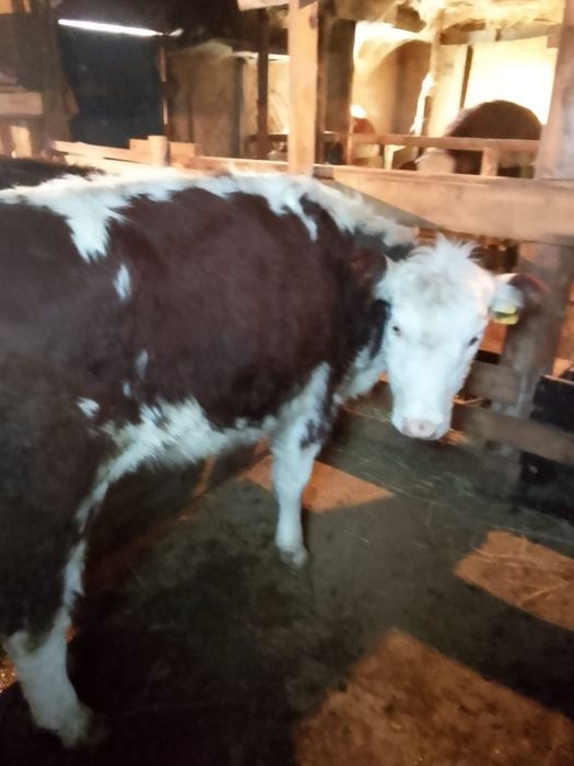 Продаю жирных телок