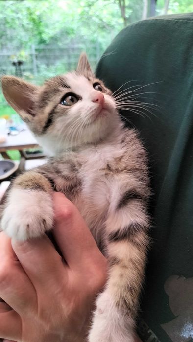 Котята бесплатно