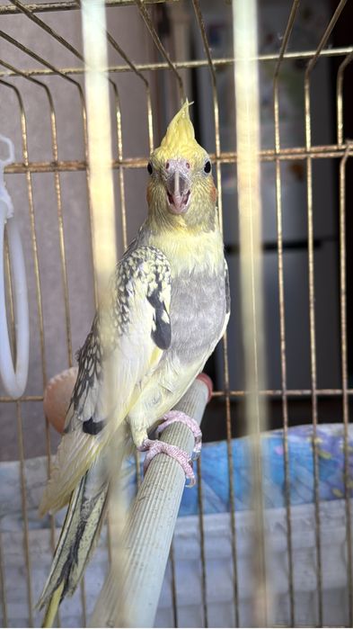 Попугай корелла