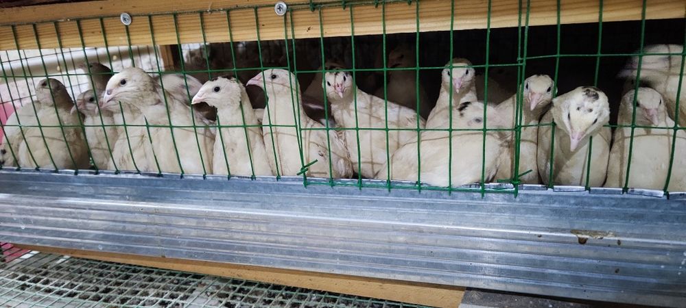 Bedanalar sotiladi: Sog‘lom va sifatli