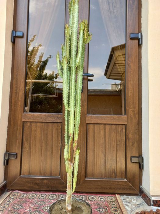 Домашние цветы Гуллар