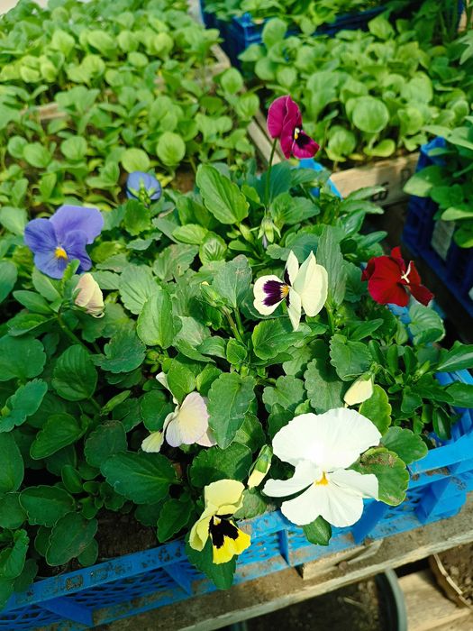 Продам рассаду цветов