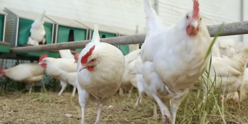 Домашни яйца от пасищни кокошки Супер Био !