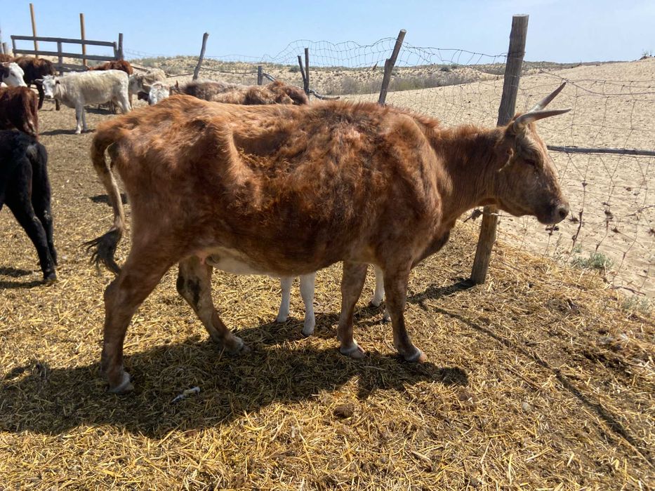 Коровы с пастбища