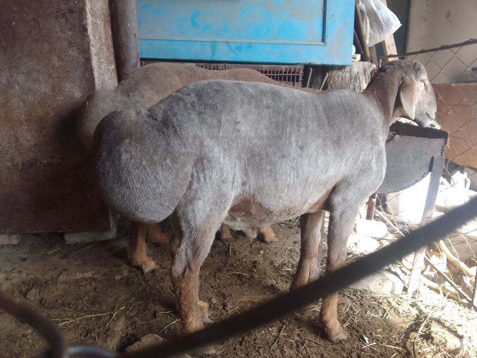 Зотга Арашан кучкор