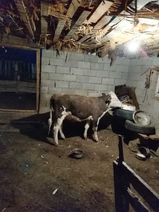 Бука сатылады 1.5 жас