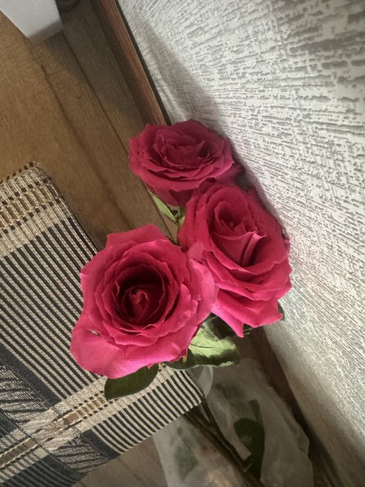 Свежие Красные Розы