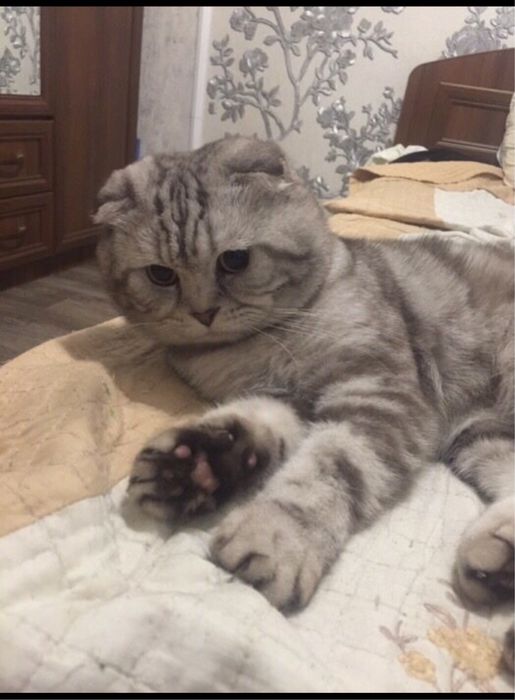 Вязка шотландец (скоттиш фолд)