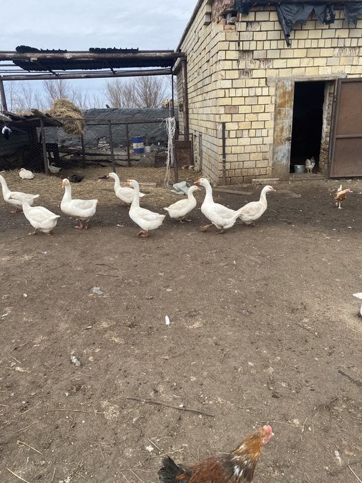 Обмен 2 самки на 1самца гусака