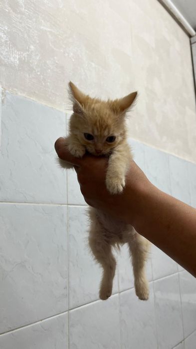 Отдам домашних котят в добрые руки