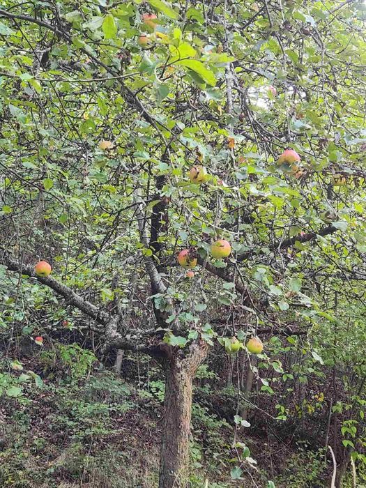 Продава се Парцел в Благоевград, Идеален център - 600 кв.м за 117 €/кв.м - Снимка #9