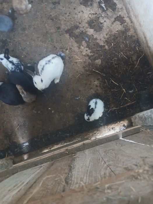 Iepurași de vânzare