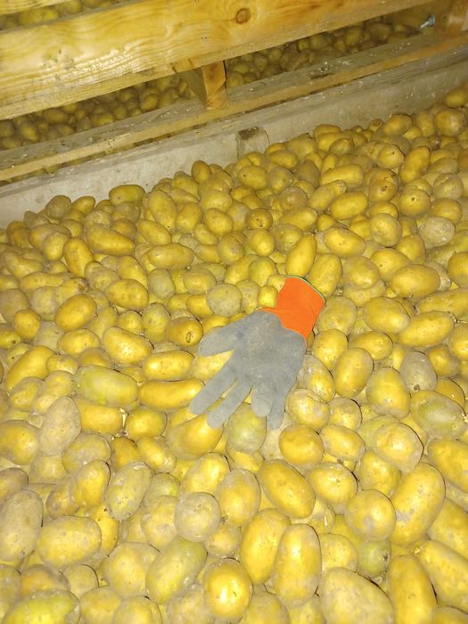 Vand cartof semiconsum