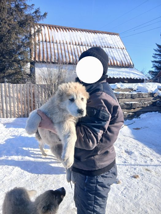 Продам Собак алабаи