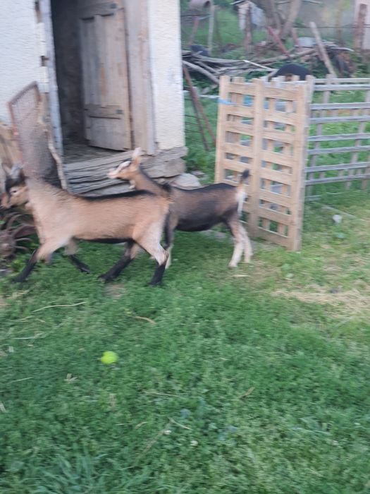 Tapisor alpina franceza din primavara aceasta