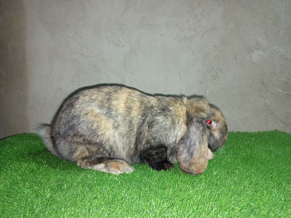 Кролик Французский баран