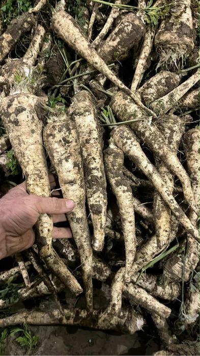 Vand patrunjel radacina