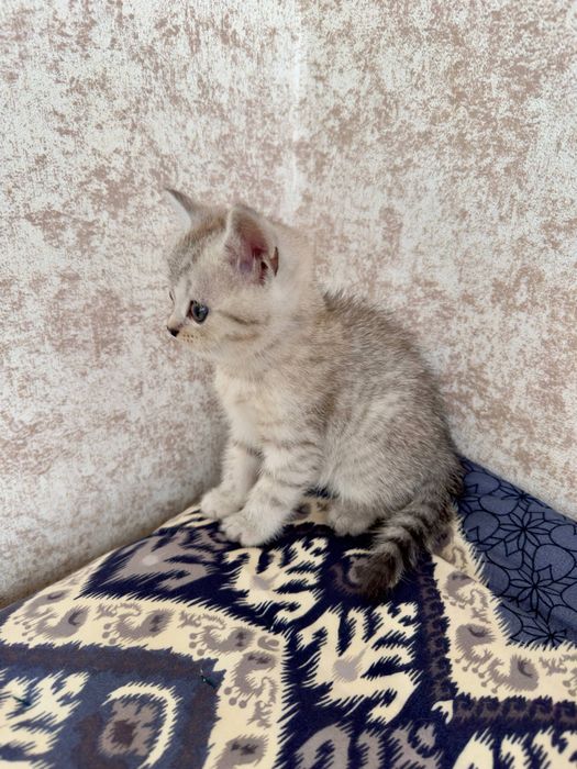 скотиш страйт мальчик серебристая шиншилла Чистокровный