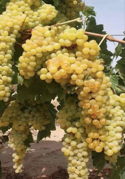 Vand struguri  de vin
