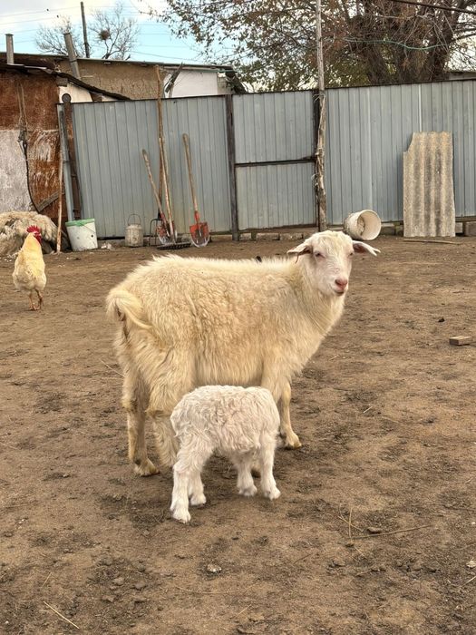 Сауын жас ешкілер