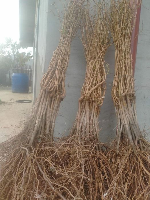 Vand butasi vita de vie altoita