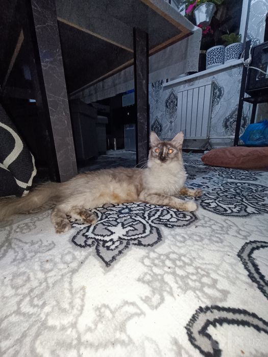 Erkatoy mushuk sotiladi